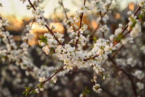 梅花心易で占う明日の運勢
