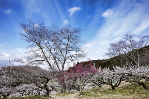 梅花心易で悩み事を占う