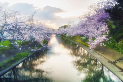 梅花心易で占う今日の運勢の象